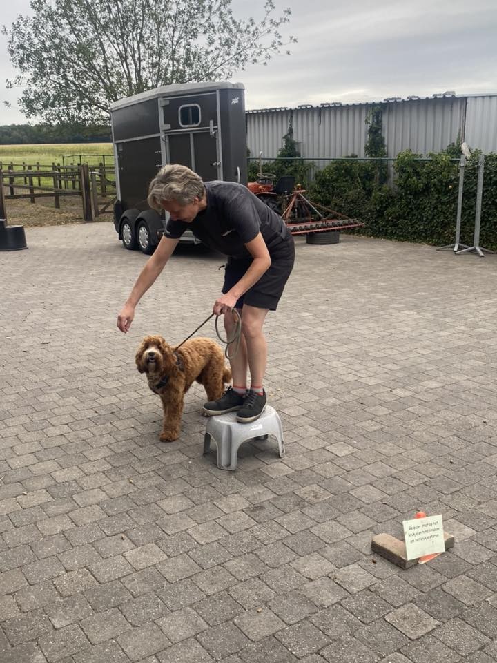 Groepsles volwassen honden VOLZET