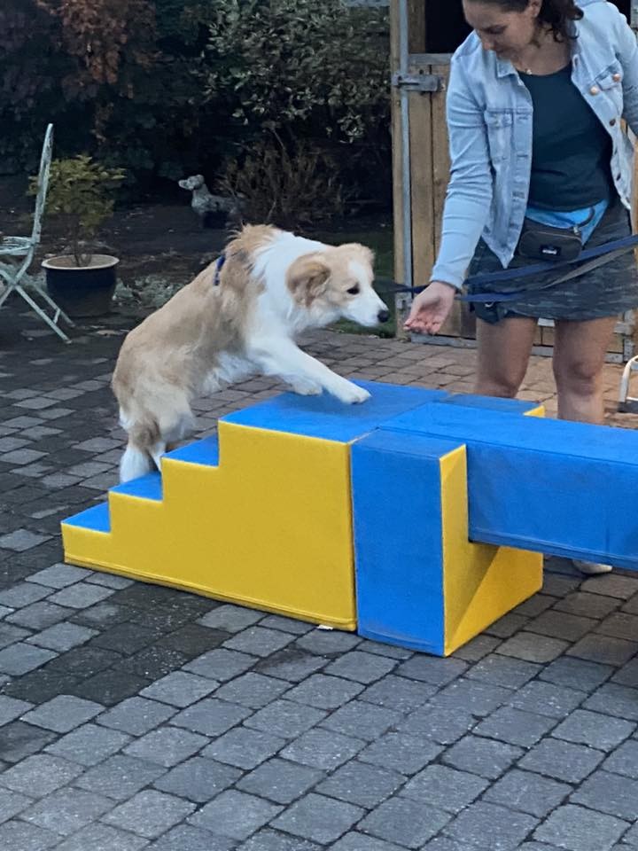 Puppy-plus cursus (6 lessen)