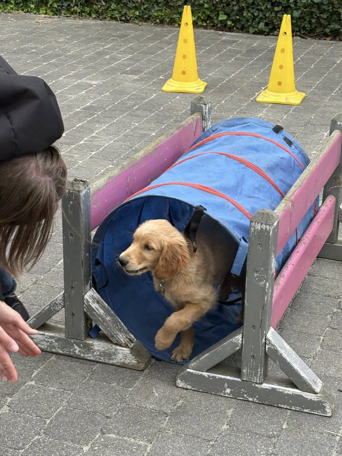 Puppycursus (6 lessen)