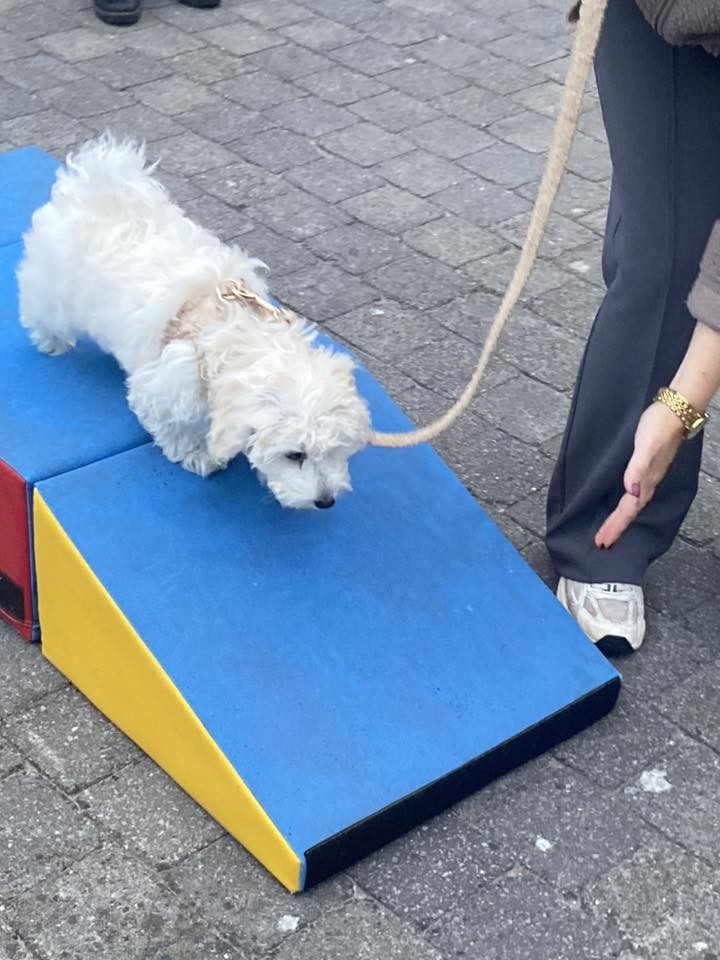Zomerfun: puppy-festival (tot 1 jaar)